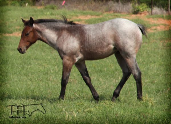 MISS SHINEY'S 2014 FILLY
